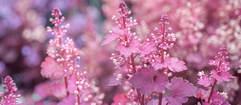 'Dane' Coral Bells (Heuchera) with pink and purple foliage and small white flowers in the garden. 'Dane' Coral Bells (Heuchera) with pink and purple foliage and small white flowers in the garden.
