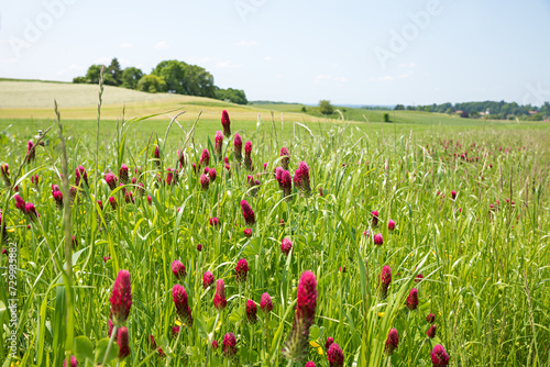Field interspersed with crimson clover, trifolium incarnatum photo