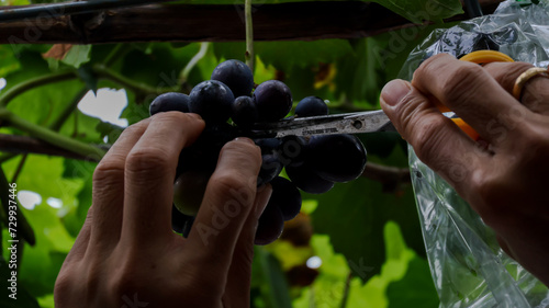 Close-up of a gardener carefully selects and cuts grapes to remove some of the excess bunches and produce larger cluster. Vineyard management for optimal grape yield and quality.