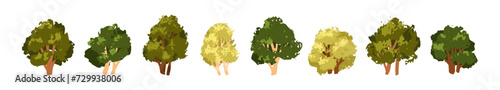 Deciduous trees set. Forest plants with green leaf  lush crowns  branches  trunks. Hand-drawn foliage nature elements. Abstract botanical flat vector illustrations isolated on white background