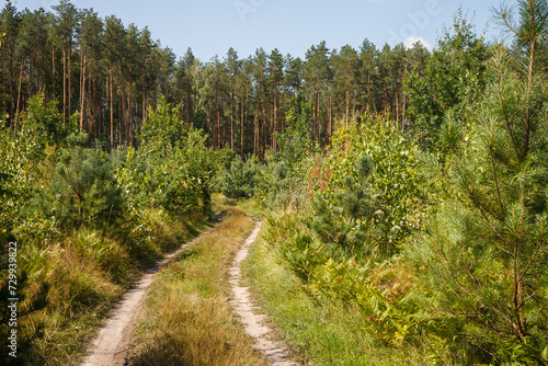 Forest road. Background. Summer