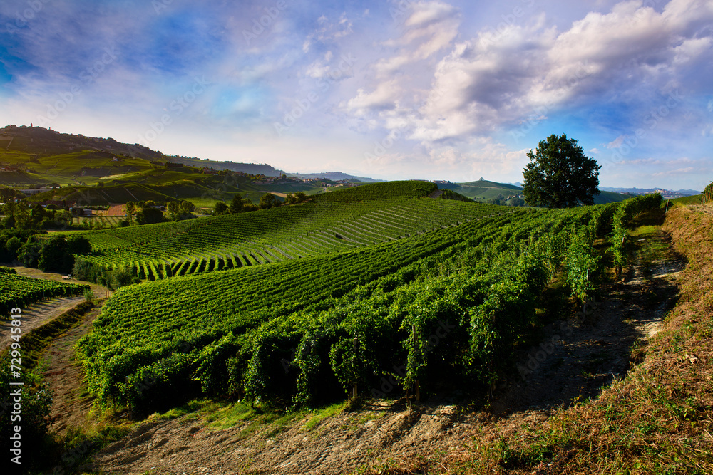 Landscape over the vineyards in the Piedmontese hills of the Langhe
