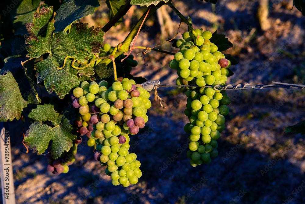 Bunches of unripe grapes in a vineyard
