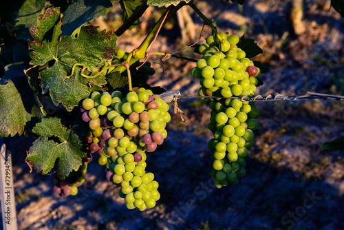 Wallpaper Mural Bunches of unripe grapes in a vineyard Torontodigital.ca