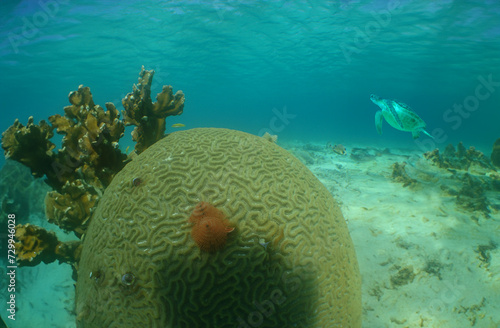 a brain coral off the coast of Curacao island