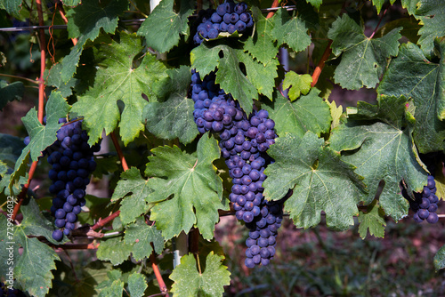 Bunches of grapes close to harvest