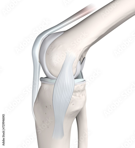 Canvas Print Knee Joint Anatomy