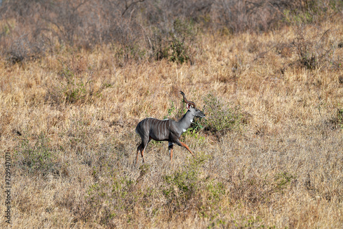 Kudu Antelope in the savannah of Africa