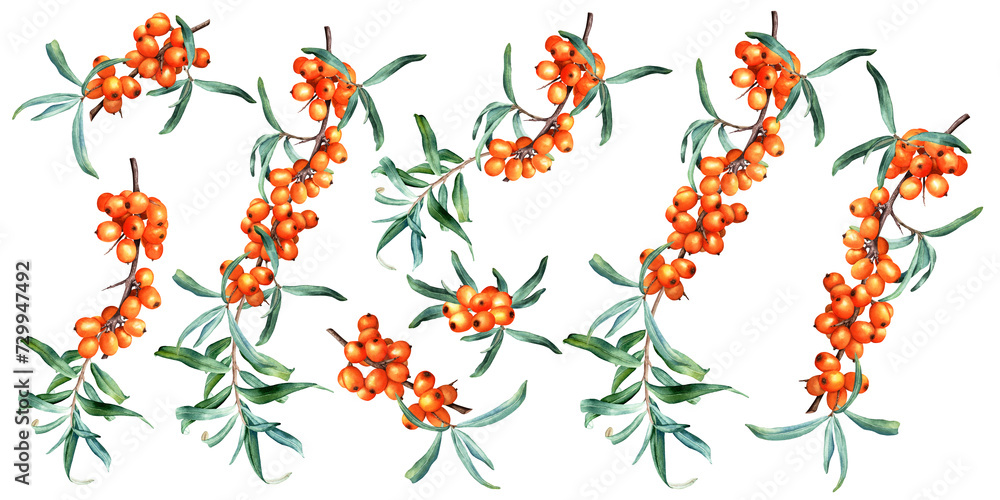 Obraz premium Set of medicinal plant sea buckthorn branches with fresh ripe orange berries and leaves. Hand drawn botanical watercolor illustration isolated on white background. For clipart cards menu label package