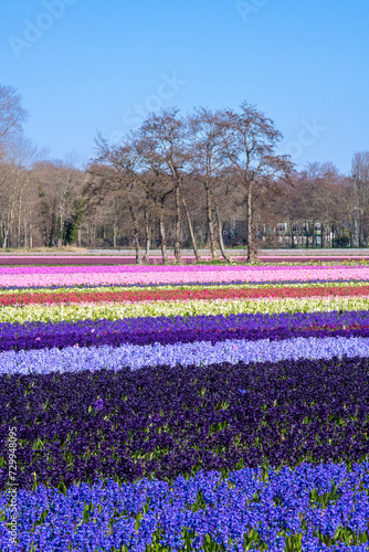 Wallpaper Mural Hyacinth fields, Holland, Netherlands Torontodigital.ca