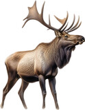 Moose, Close-up colored-pencil sketch of Elk (Moose), Alces alces.