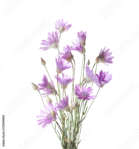 Fototapeta Naklejka Na Ścianę i Meble -  Bunch of Xeranthemum annuum (Immortelle)  flowers isolated on white background.