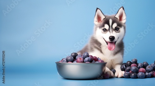 a front view of cute dog eating Blueberries in a bowl on a bright colored background_.jpg © Asad