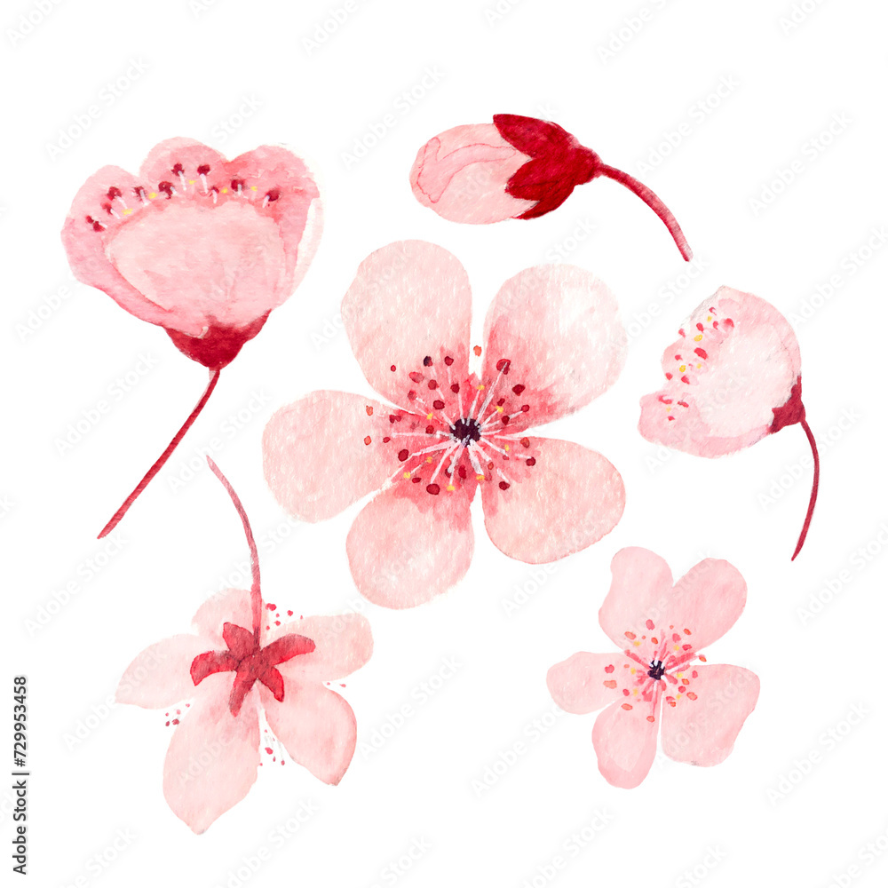 Watercolor hand drawn pink sakura flower illustrations Stock ...