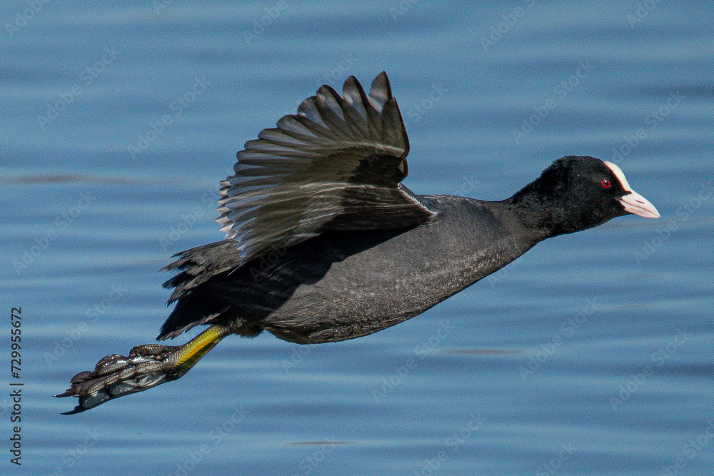 Obraz premium Fulica atra is a eurasian coot common in aiguamolls emporda girona spain