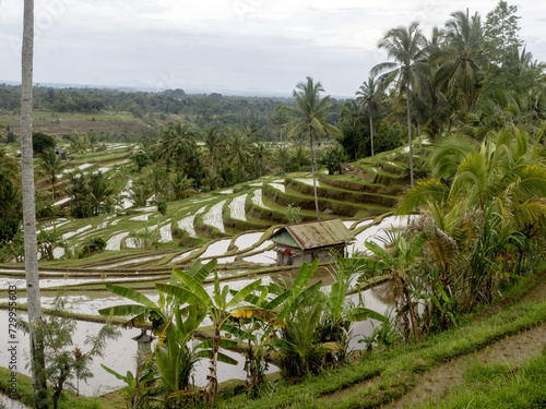 Popular Jatiluwih Rice Terraces, Bali, Indonesia.