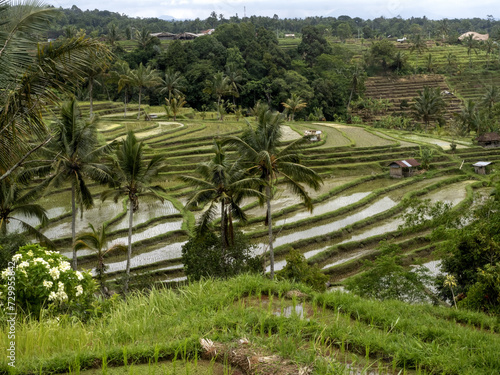 Popular Jatiluwih Rice Terraces, Bali, Indonesia.