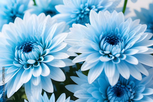 Beautiful light blue dahlia flowers in full bloom with soft focus background.