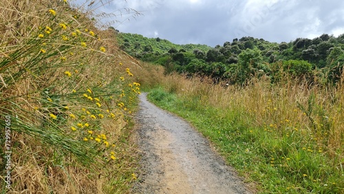 landscape with dirt road and wild flowers, yellow and green