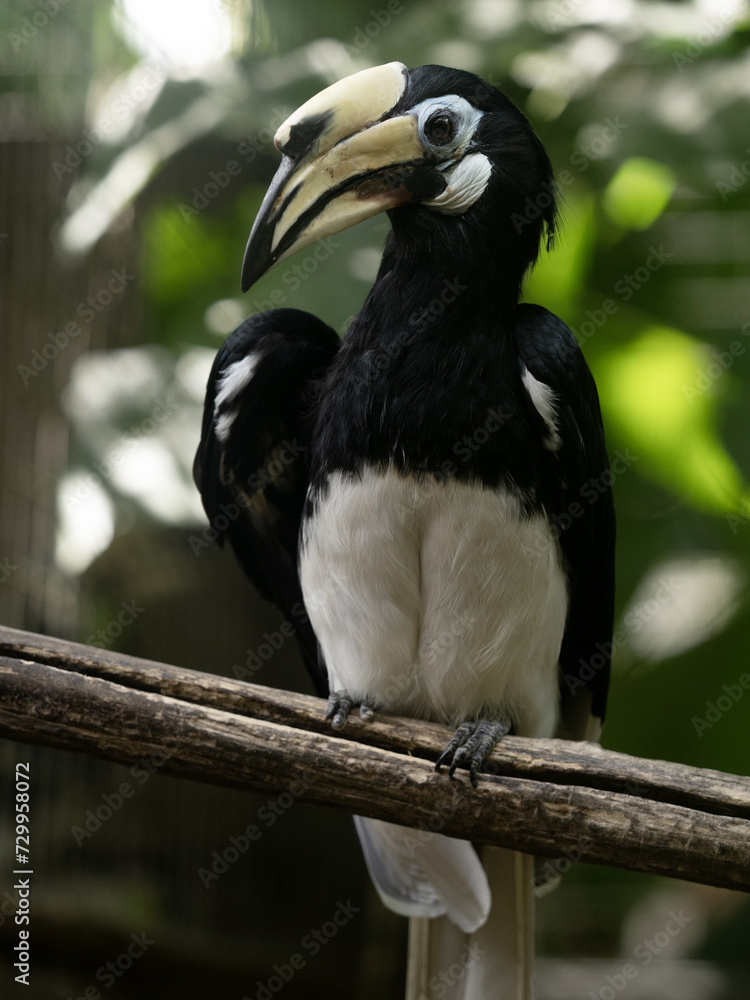 Obraz premium Oriental pied-hornbill, Anthracoceros albirostris, sits on a branch and observes the surroundings
