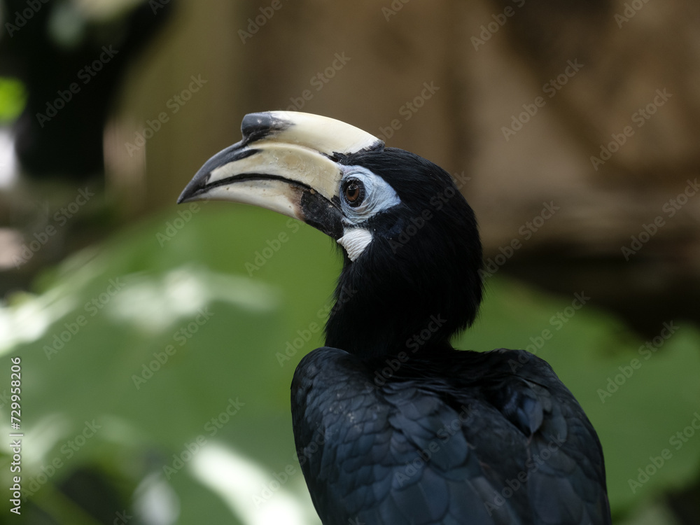 Portrait of Oriental pied-hornbill, Anthracoceros albirostris