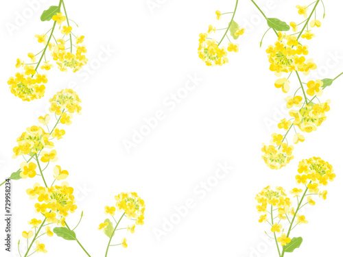 菜の花のフレームイラスト
