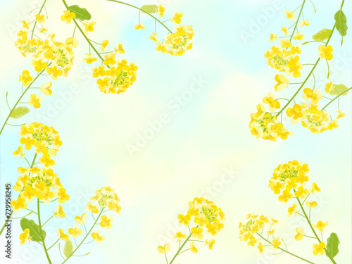 菜の花の背景イラスト