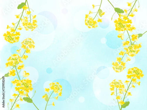 菜の花の背景イラスト