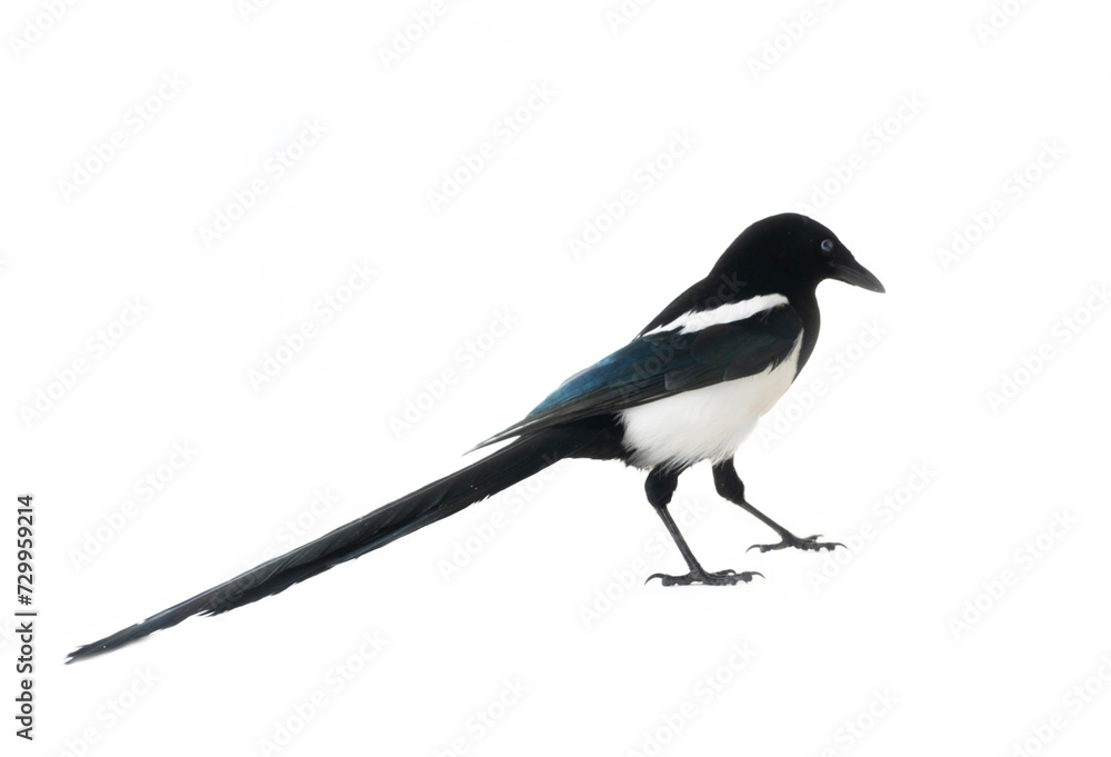The American magpie (Pica pica) was filmed in different poses and angles. Distrust interpretation. Isolated on white The American magpie (Pica pica) was filmed in different poses and angles. Distrust interpretation. Isolated on white