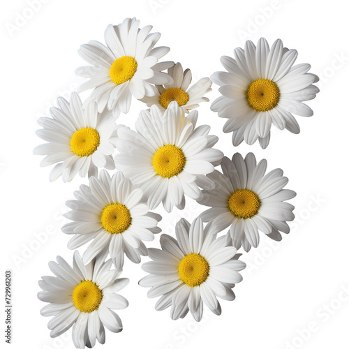 Daisy Flowers © ArtAN