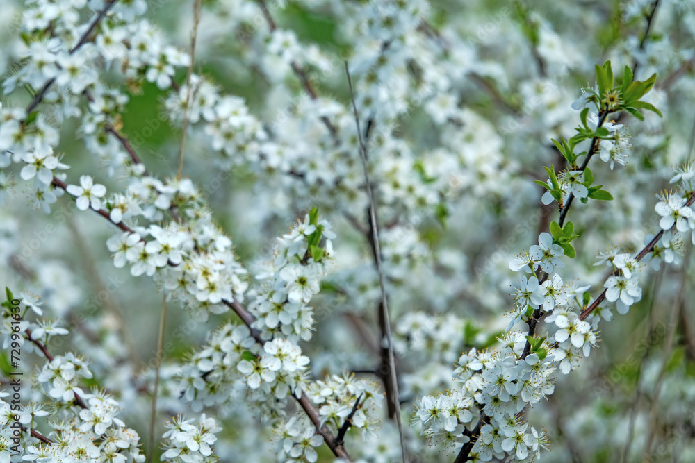 Obraz premium Blackthorn (Prunus spinosa) thornbush. Plot of forest-steppe, blooming wild fruit trees. Type of biocenosis close to natural, primal steppe. Rostov region, Russia