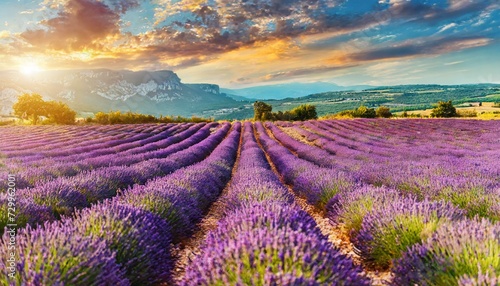 field of lavender  Stunning summer landscape in Provence  France with blooming violet fields  Lavender.wallpaper  background  Purple lavender field in Provence at sunset. png  Ai Generate 