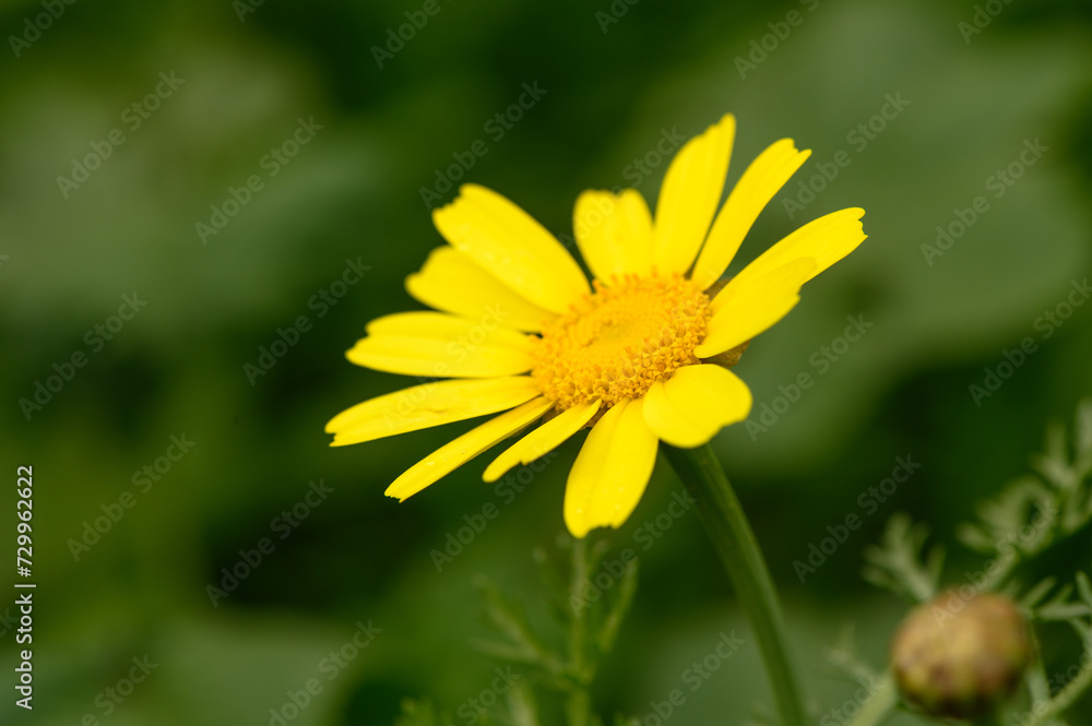 yellow wildflowers in Cyprus in winter on a sunny day 9 yellow wildflowers in Cyprus in winter on a sunny day 9