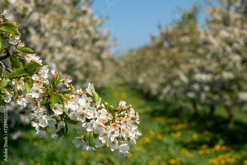 Blossoming cherry trees in the village Ockstadt, part of the town Friedberg, Hesse, Germany, Europe photo