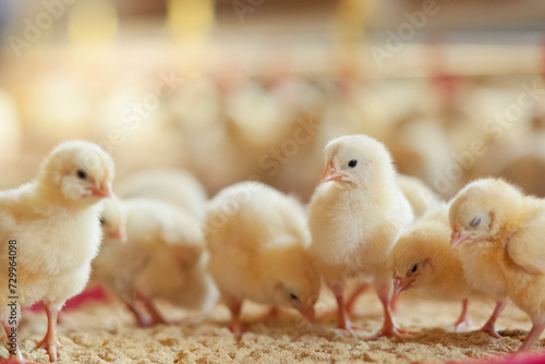 Little chicken feeding at the farm