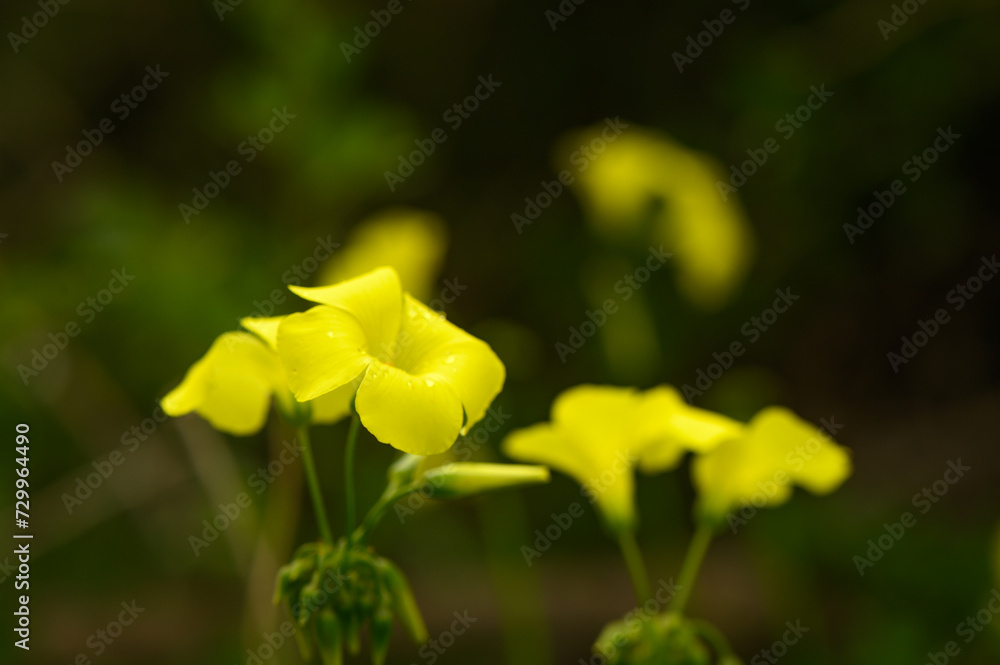 yellow wildflowers in Cyprus in winter on a sunny day 4 yellow wildflowers in Cyprus in winter on a sunny day 4