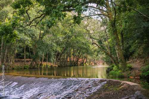 Dense vegetation with trees bent over the Ceira River that flows through a small weir, Góis PORTUGAL