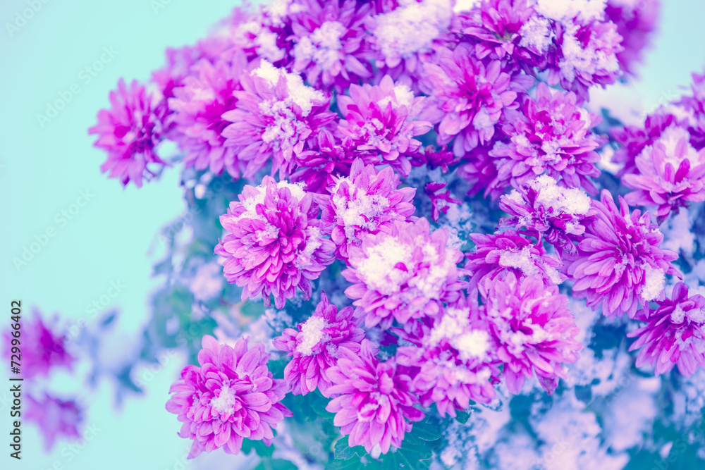 Pink Daisy flowers covered with snow in winter on blue background Pink Daisy flowers covered with snow in winter on blue background