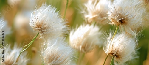Pappus plants resemble Scorzonera with feather-like appearance  and have wind dispersion of seeds at a large scale.