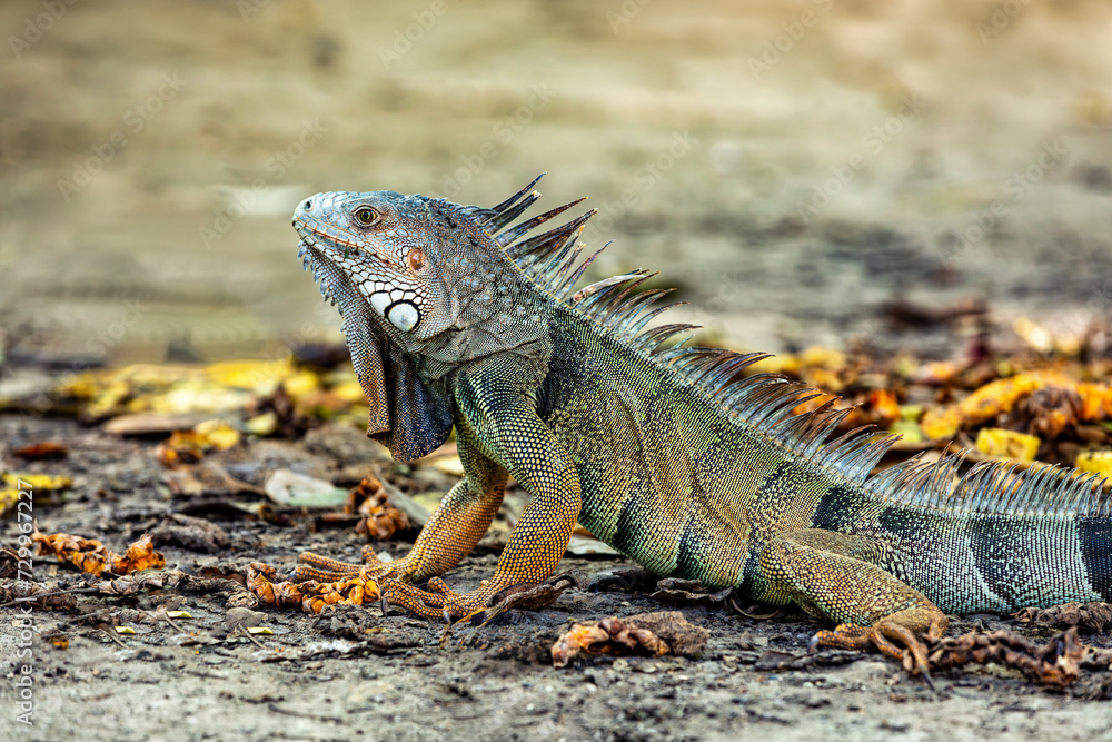 Green iguana (Iguana iguana) on groung. Centenario Park (Parque Centenario) Cartagena de Indias, Colombia wildlife animal. Green iguana (Iguana iguana) on groung. Centenario Park (Parque Centenario) Cartagena de Indias, Colombia wildlife animal.