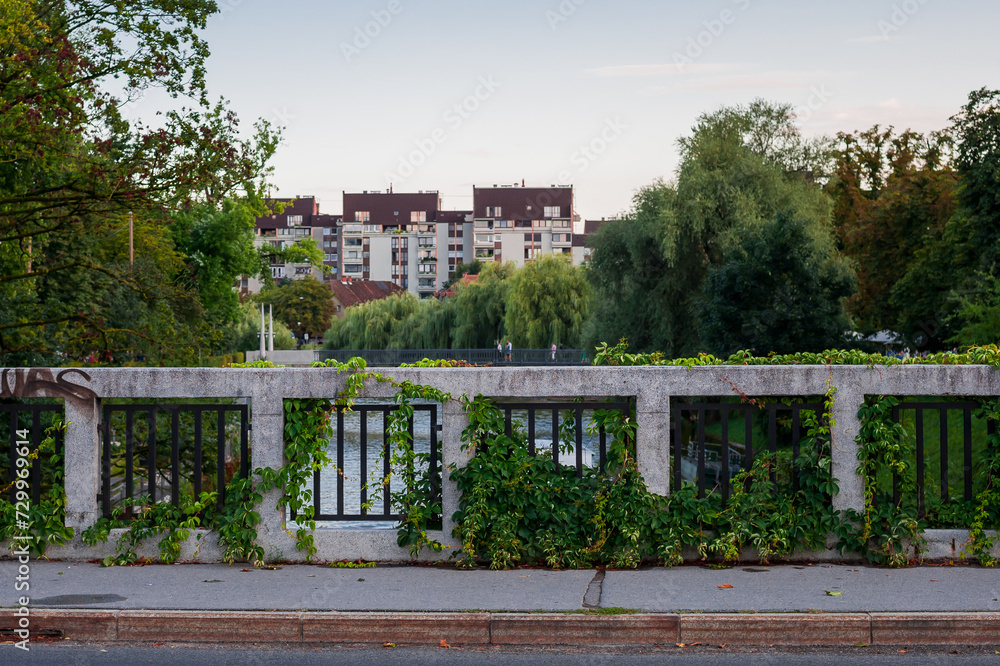 parapet of the bridge is romantically braided by ivy in the evening twilight on the bank of Ljubljanica in the center of the old town