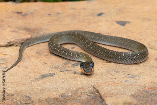 An adult Red-lipped herald Snake (Crotaphopeltis hotamboeia) on a large rock in the wild