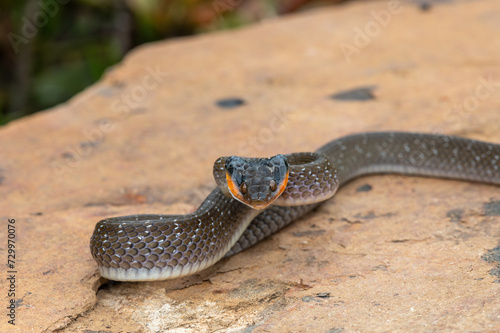 An adult Red-lipped herald Snake (Crotaphopeltis hotamboeia) in a defensive striking pose