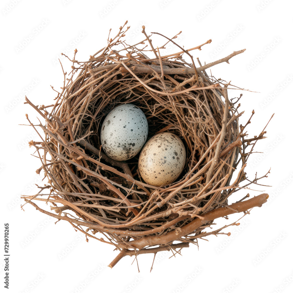 Bird nest with eggs. Isolated on transparent background.
Bird nest with eggs. Isolated on transparent background.