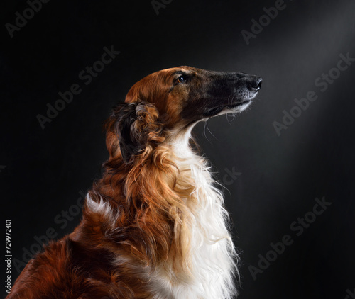 Red color russian hunting sighthounds dog