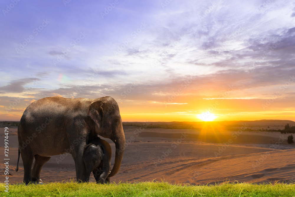 Elephant and baby elephant on sunset background.