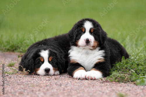 Two cute fluffy Bernese Mountain Dog puppies in nature