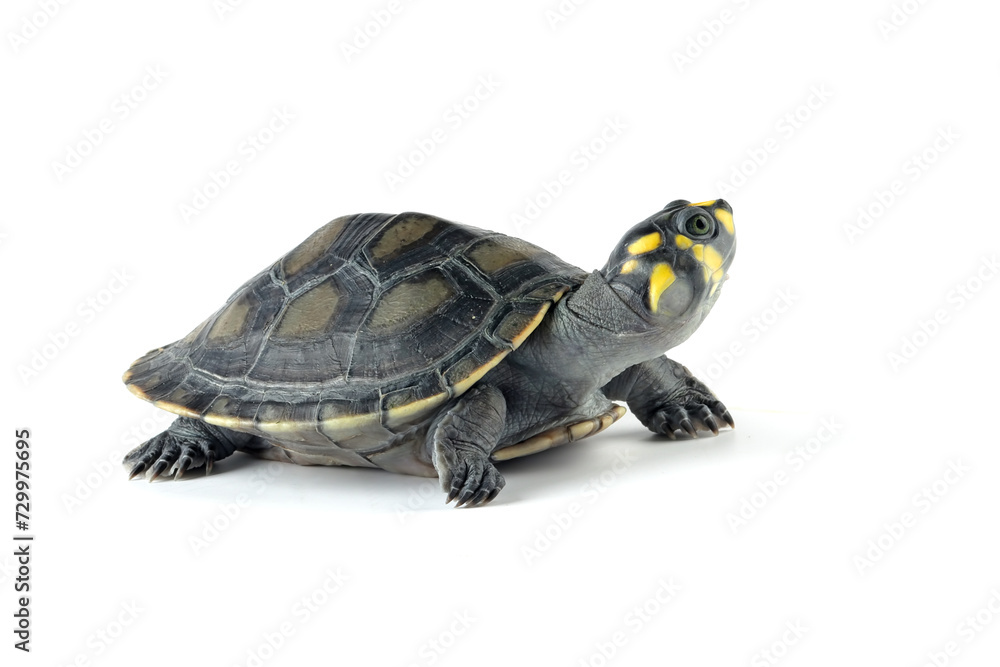 Clown turtle Clown turtle