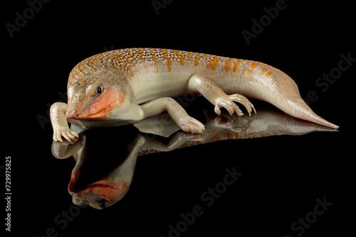 Sandfish lizard closeup on isolated background, Sandfish lizard 