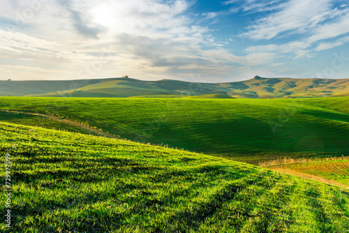 spring rustic landscape in a beautiful green farm field with rows of fresh green plants and farmland hills on backdrop